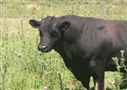 Laboratorio 9 de Julio - Información Técnica - Prevalencia de enfermedades venéreas en bovinos