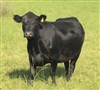 Laboratorio 9 de Julio - Información Técnica - Prevalencia de serología en vacas con antecedentes de fallas reproductivas Año 2008-2016