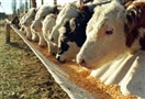 Laboratorio 9 de Julio - Información Técnica - Desbalance mineral en bovinos de engorde a corral