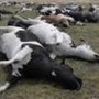 Laboratorio 9 de Julio - Novedades - Investigan la muerte masiva de bovinos por un foco de garrapatas