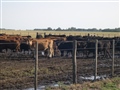 Laboratorio 9 de Julio - Información Técnica - Golpe de calor en bovinos: cúales son los síntomas
