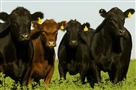 Laboratorio 9 de Julio - Novedades - Nuevos requisitos para el movimiento de bovinos y bubalinos