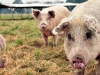 Laboratorio 9 de Julio - Novedades - Aujeszky: el Senasa impulsa la certificación de los establecimientos porcinos con más de 100 madres