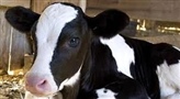 Laboratorio 9 de Julio - Información Técnica - Pasteurización de calostro bovino