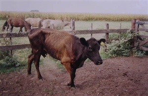 Paratuberculosis Bovina - Vaca conserva